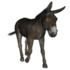 Bicho do dia: Burro