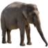 Bicho do dia: Elefante