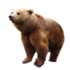 Bicho do dia: Urso